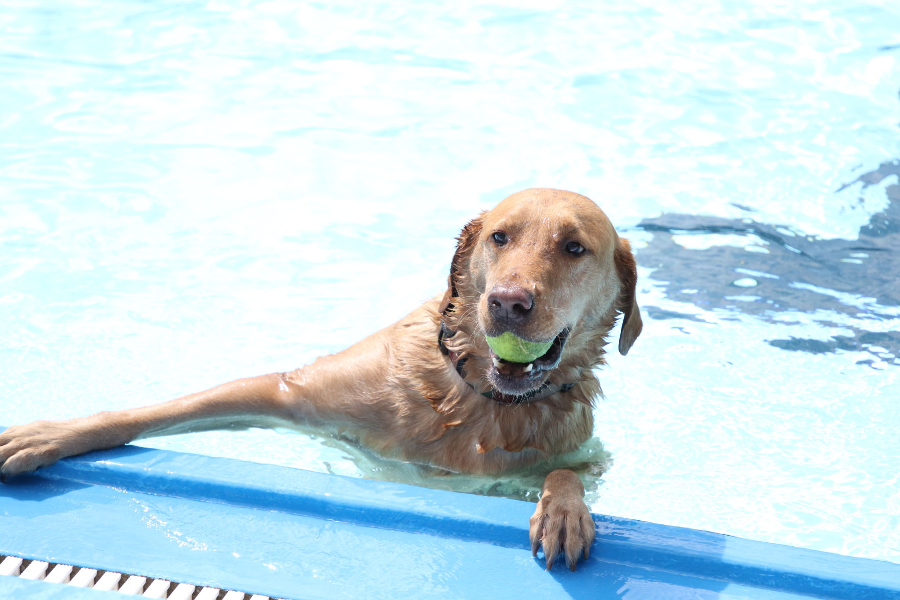 Dogs at the pool (6).JPG